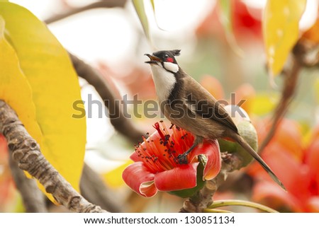 Bird Crested Bulbul stood on flower Bombax ceiba (Red Cotton) in spring time