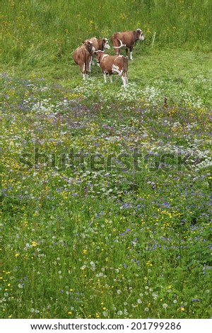 Cow in Meadow, Lauterbrunnen valley, Switzerland