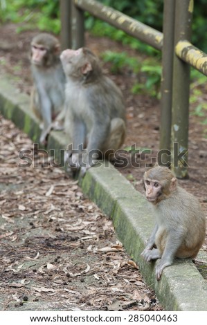 Wild Monkey Family in Hong Kong