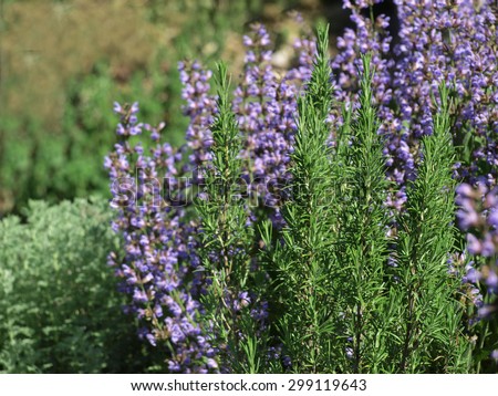 Rosemary and Sage in Herbal Garden