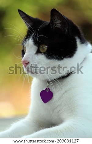 Black and white house cat with collar and tags