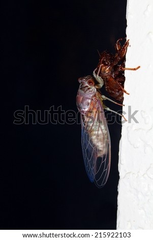 Cicada Insect, Better known as a locust
