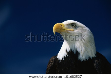 This Is A Mature American Bald Eagle'S Upper Body With His Head And ...