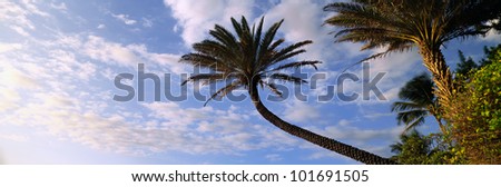 This is an outstretched palm tree under a blue sky with white puffy clouds. It is on the north shore of a Hawaiian island.