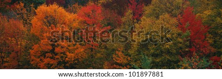 This shows the autumn colors on the foliage of the trees.