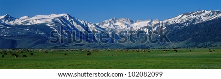 These are cows grazing near the Sierra Mountains in spring.