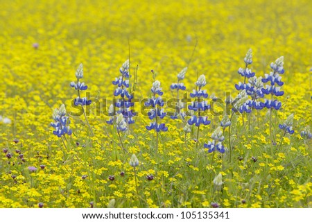 Purple lupine and desert gold yellow flowers in brightly colored spring field off Highway 58 East of Santa Margarita, CA