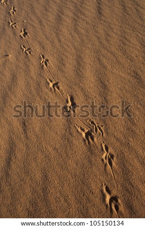 Animal Tracks in Sand, Coral Pink Sand Dunes State Park, Utah