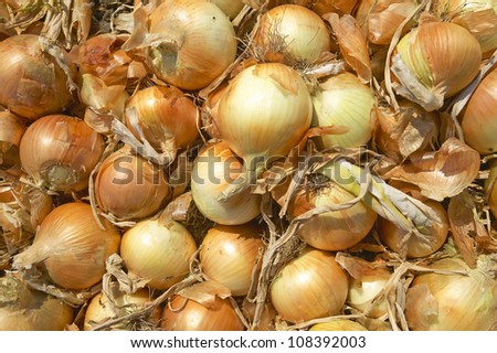 Giant onion field in Oxnard California