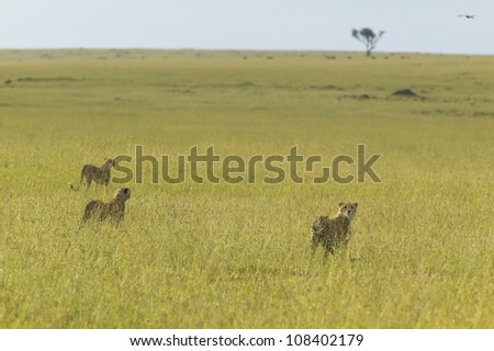 Three Cheetahs at Masai Mara near Little Governor\'s camp in Kenya, Africa