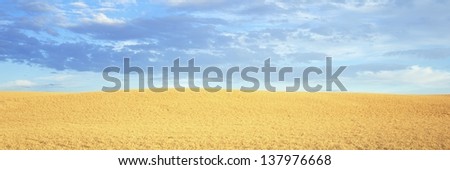 Wheat field under the sky