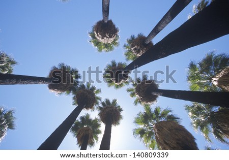 Indigenous palms in Palm Canyon, Palm Springs, California, home of Cahuilla peoples