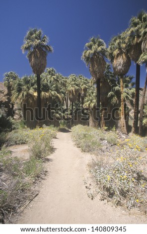 Path leading into indigenous palms in Palm Canyon, Palm Springs, California, home of Cahuilla peoples