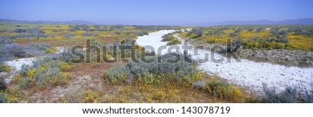 White salt in a dried riverbed and desert flowers at Soda Lake in Spring, Carrizo Plain National Monument, San Luis Obispo County, California