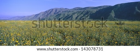 Desert Lillies and desert gold yellow flowers in spring fields with hill in the background in Death Valley National Park, California