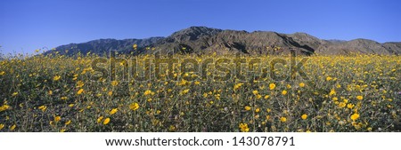 Desert Lillies and desert gold yellow flowers in spring fields of Death Valley National Park, California