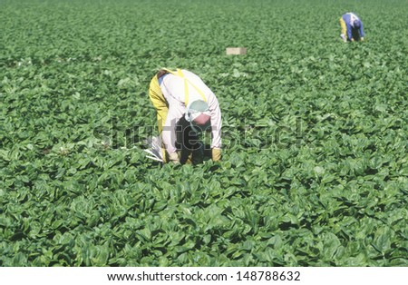 SAN JOAQUIN VALLEY, CA - CIRCA 1980\'s: Migrant workers harvest crops in San Joaquin Valley