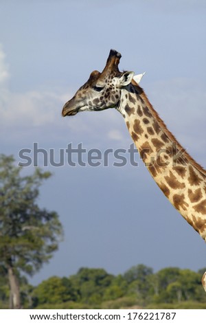 Giraffe in grasslands of Masai Mara near Little Governor\'s camp in Kenya, Africa