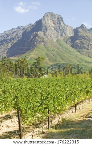 Grape vines growing in Stellenbosch wine region, outside of  Cape Town, South Africa