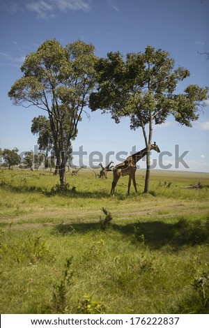 Giraffe in grasslands of Masai Mara near Little Governor\'s camp in Kenya, Africa