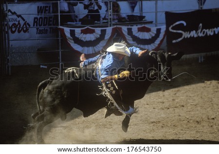 Bull Riding, Earl Warren Fairgrounds, Fiesta Rodeo, Stock Horse Show, Santa Barbara Old Spanish Days, CA