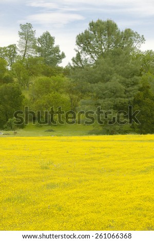 Desert gold yellow flowers in brightly colored spring field off Highway 58 East of Santa Margarita, CA