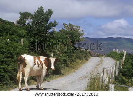Cow stopped in road in Cork, Ireland
