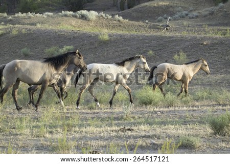 Wild horses walking in line at Black Hills Wild Horse Sanctuary, the home to America\'s largest wild horse herd, Hot Springs, South Dakota