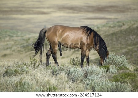 Horse known as Casanova with an erection, one of the wild horses at the Black Hills Wild Horse Sanctuary, the home to America's largest wild horse herd, Hot Springs, South Dakota