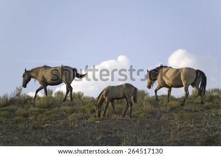 Wild horses walking on hillside at sunset at the Black Hills Wild Horse Sanctuary, the home to America\'s largest wild horse herd, Hot Springs, South Dakota