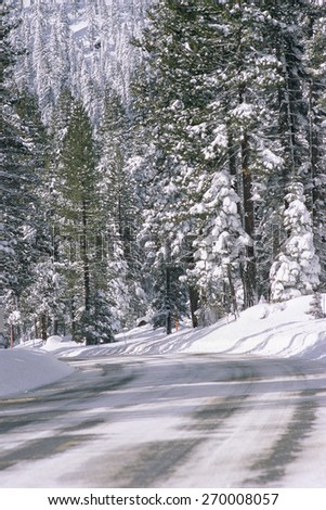 Road in snow covered forest, Northern California