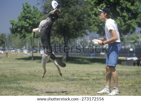Dog and Man playing Frisbee in Canine Frisbee Contest, Westwood, Los Angeles, CA