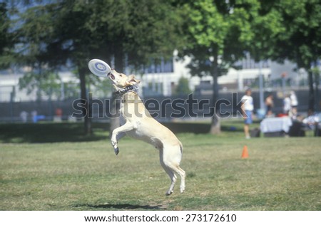 Dog catching Frisbee mid-air in Canine Frisbee Contest, Westwood, Los Angeles, CA