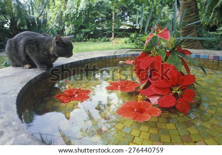 Gray cat by lily pond in Key West FL, home of Ernest Hemingway