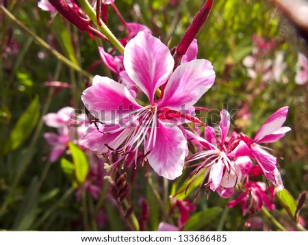 Pink flowers at the garden, in spring
