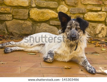 Happy mongrel dog resting in a yard