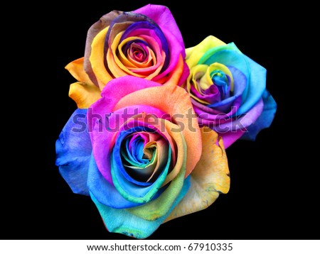 A unique and very special rainbow roses, isolated in black