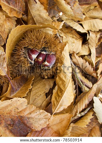Wild and open chestnut in the forest among autumn leaves