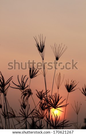 Silhouette of grass And sunset