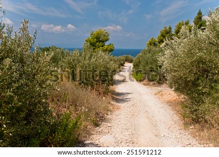 Photo of road between olive trees in Croatia with blue sea as background