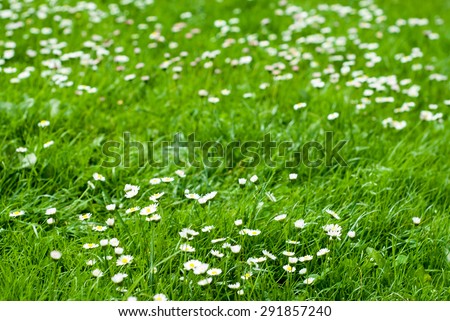 Lawn flowers close up