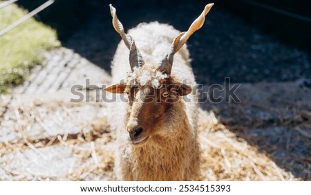 Similar – Image, Stock Photo Flock of sheep, closely packed together