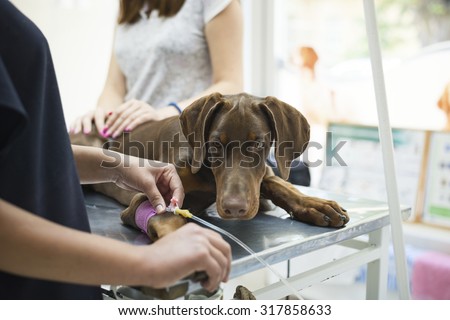 Beautiful doberman puppy lying on a veterinary table and gets an infusion. Vet holding infusion line attached to dog\'s leg. Short DOF and selective focus on veterinarian hand.