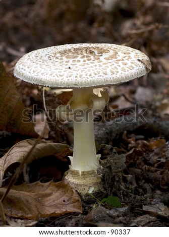 Flat topped woodland mushroom