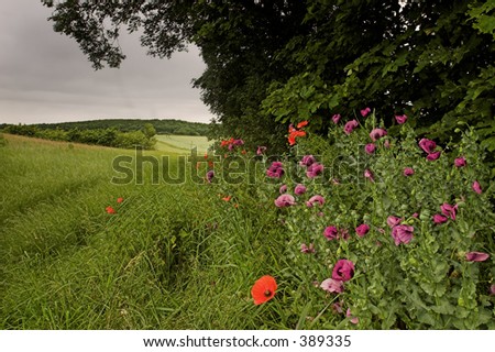 An English Hedgerow featuring pink and red poppies, with a wild flower meadow and cereal fields