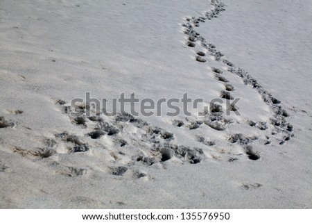 human footprints in the snow stretching into the distance