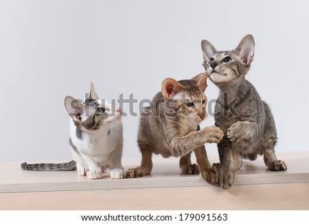 A group of three cats oriental breed photo. kittens playing on a white background