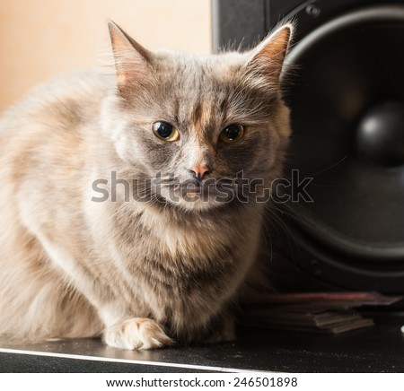 cat and music speakers
