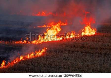 flame burns dry field fire