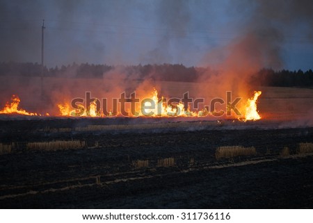 flame burns dry field fire